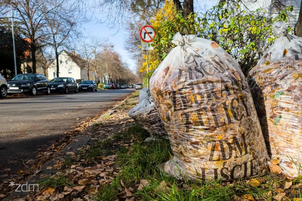 Several large, transparent plastic bags filled with autumn leaves sit on the grassy verge of a street lined with parked cars and trees.